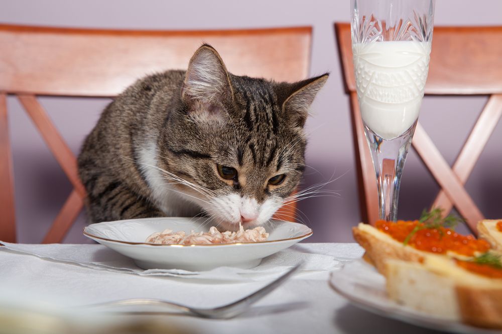 D2C Cat Food Brand Smalls Raises $9M Because Cats Deserve Better Than ...